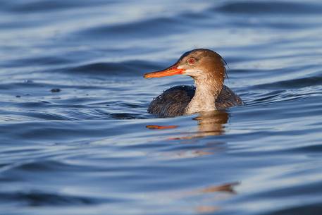 Red-breasted merganser