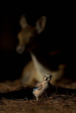 Eurasian jay