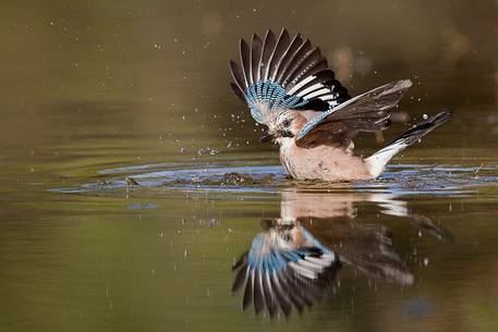 Eurasian jay bath in water