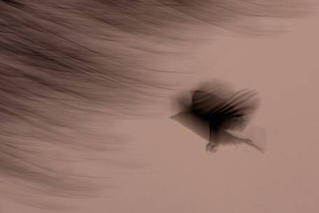 Eurasian jay in backlit light