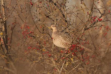 Common pheasant