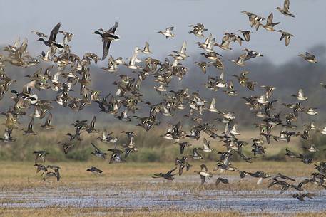 Flock of Eurasia teal, Gadwall,Eurasian wigeon, Mallard