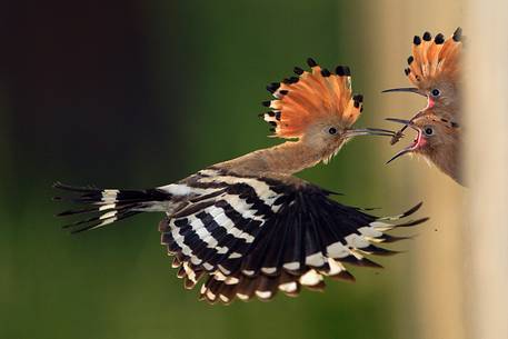 Hoopoe feeding their chicks in flight