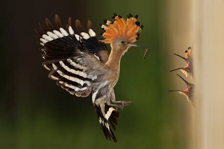 Hoopoe