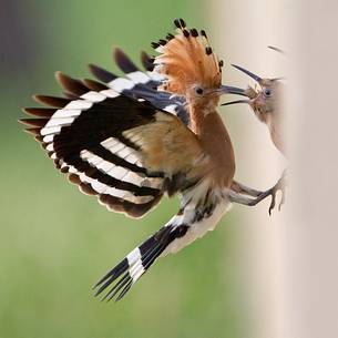 Hoopoe