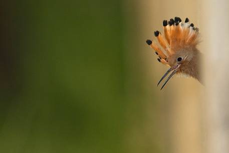 Hoopoe portrait