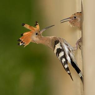 Hoopoe