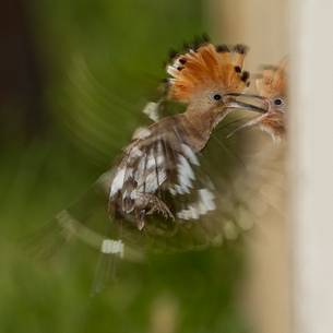 Hoopoe