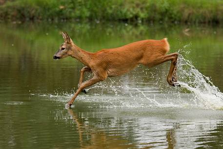 Roe deer