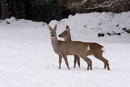 Roe deer