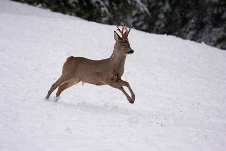 Roe deer