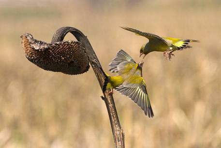 Greenfinch