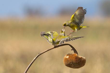 Greenfinch