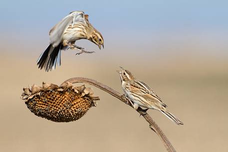 Common reed bunting