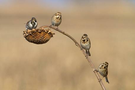 Common reed bunting