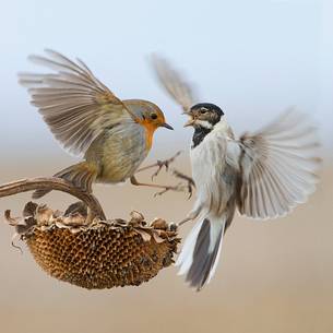 Common reed bunting, European robin