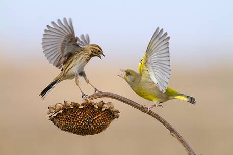 Greenfinch, Common reed bunting