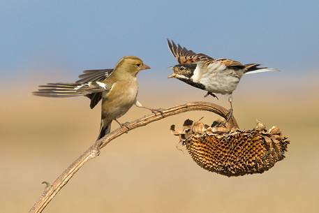 Common reed bunting,Common chaffinch