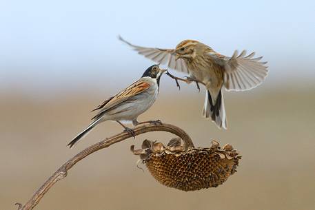 Common reed bunting