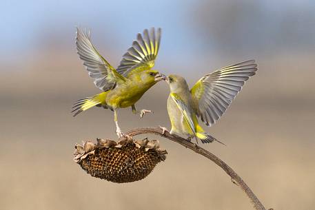 Greenfinch