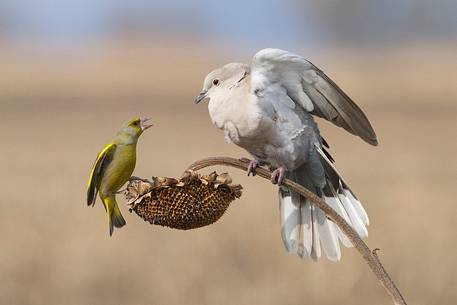 Greenfinch, Collared dove