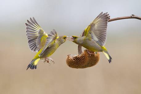 Greenfinch