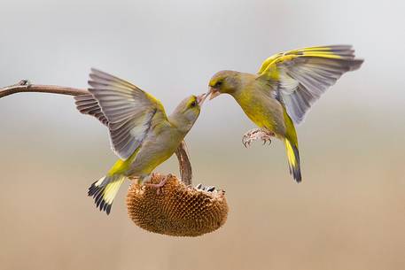 Greenfinch