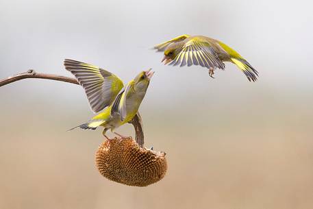 Greenfinch