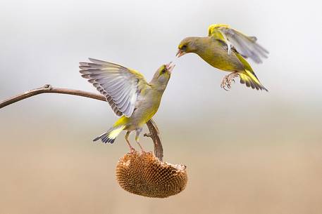 Greenfinch