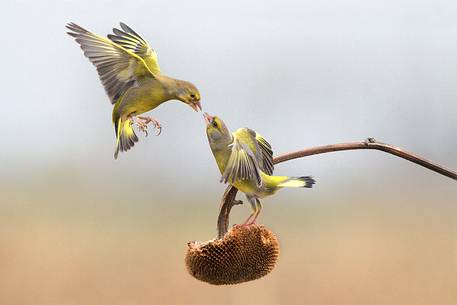 Greenfinch