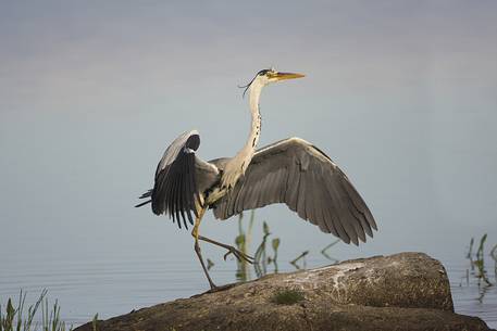 Grey heron