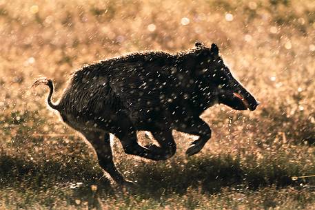 Wild Boar