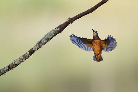 Kingfisher