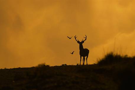 Backlit red deer