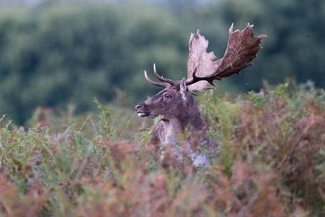 Fallow deer