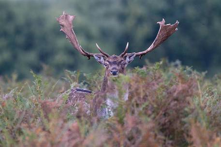 Fallow deer