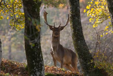 Fallow deer