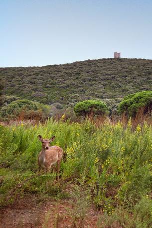 Fallow deer