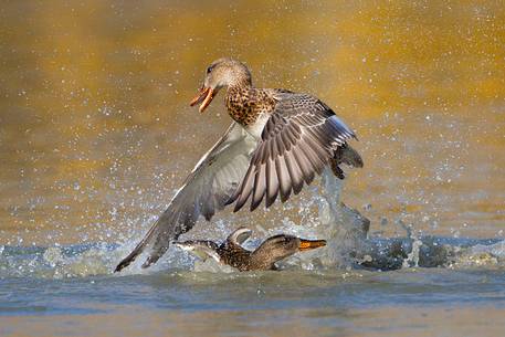 Gadwall