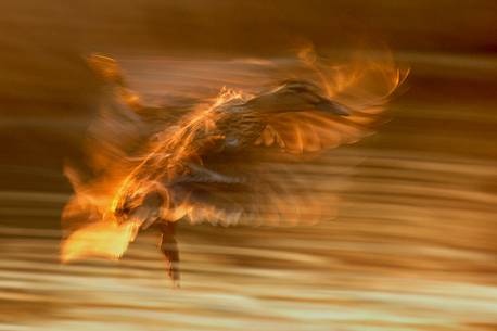 Mallard in backlit flight