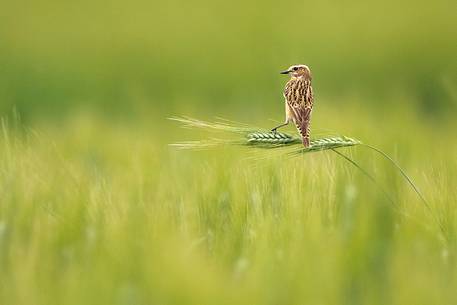 Whinchat