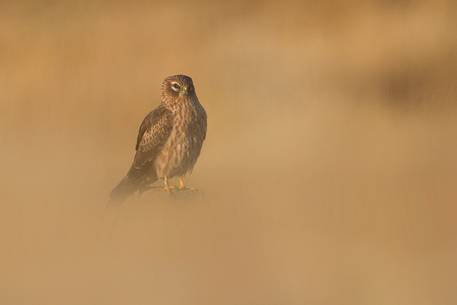 Montagu's harrier