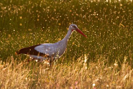 White stork