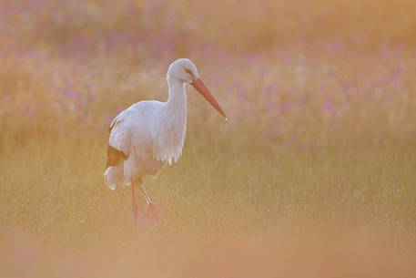 White stork