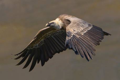 Griffon vulture in flight
