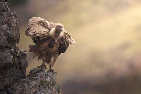 Griffon vulture portrait