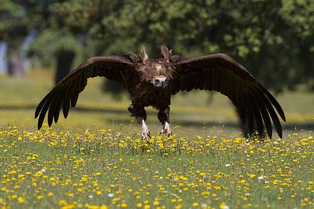 Cinereous vulture