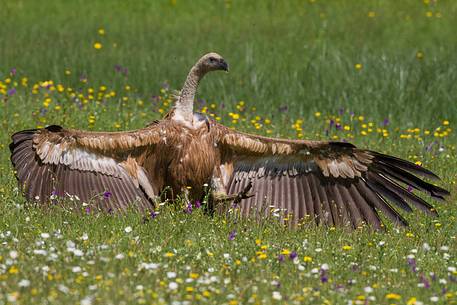 Griffon vulture