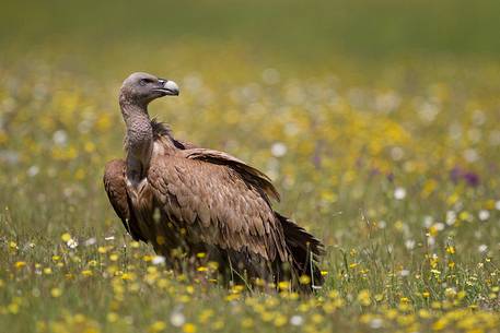 Griffon vulture