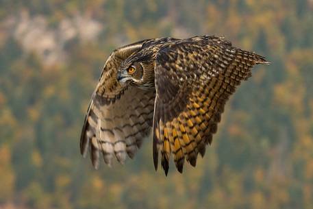 Eurasian eagle-owl in flight